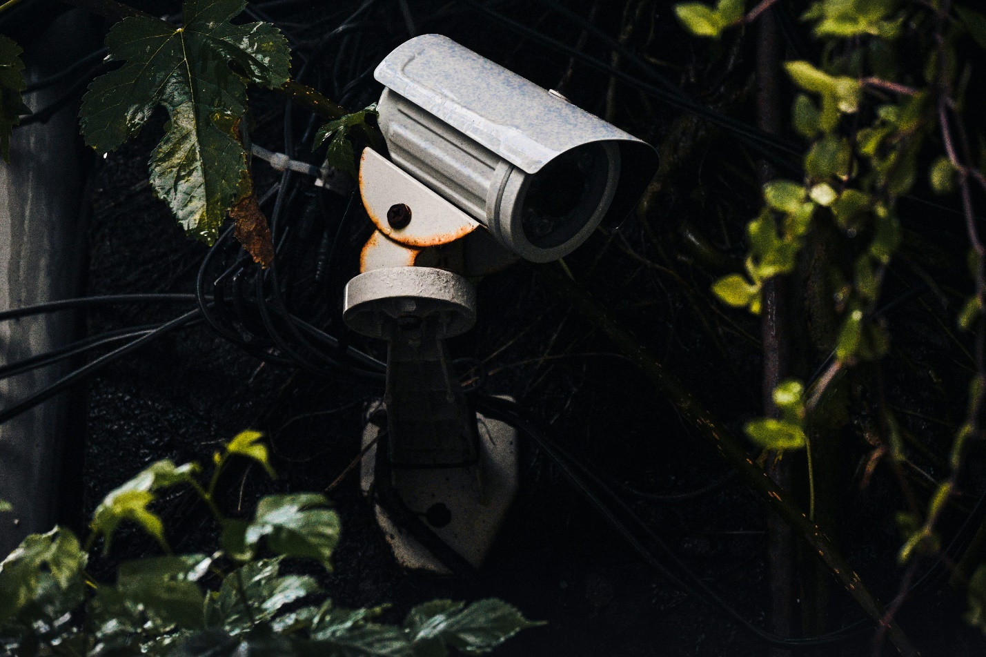 A camera on a tree for a commercial security system