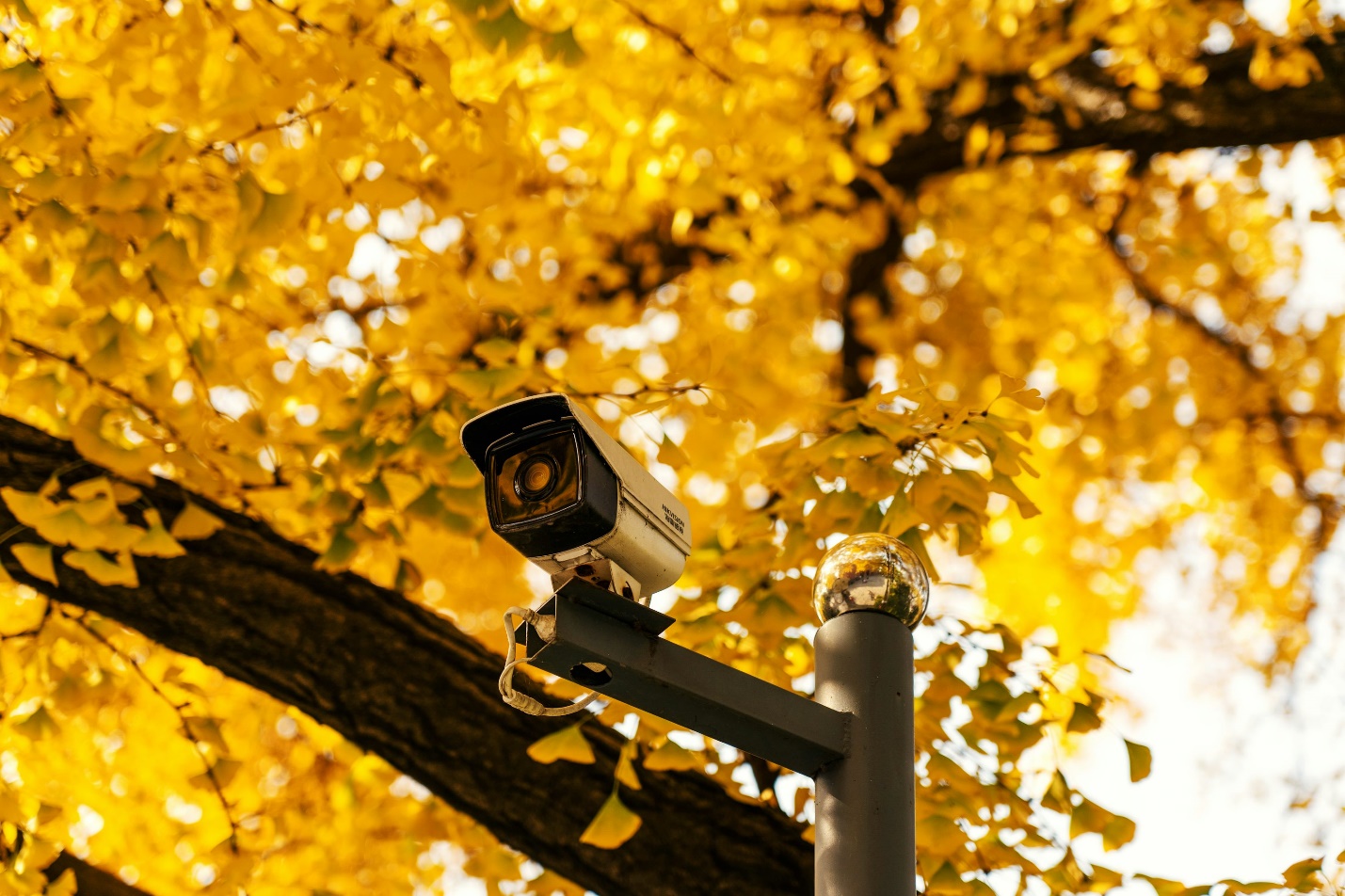 A camera on a tree for home security camera installation